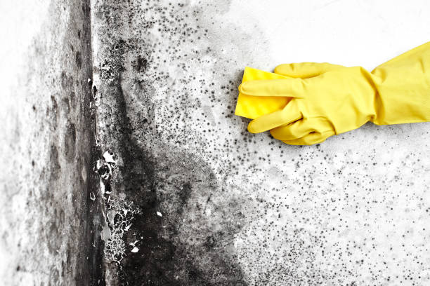 Best Commercial Mold Removal  in Hillsboro, KS