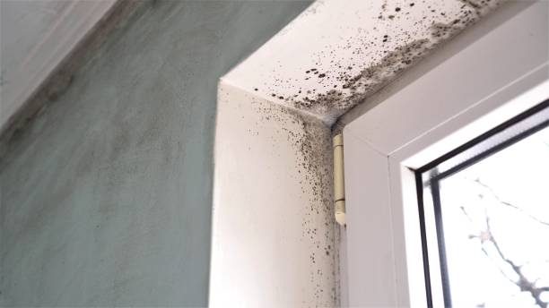 Best Residential Mold Removal  in Hillsboro, KS
