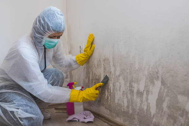 Best Mold Testing and Removal  in Hillsboro, KS