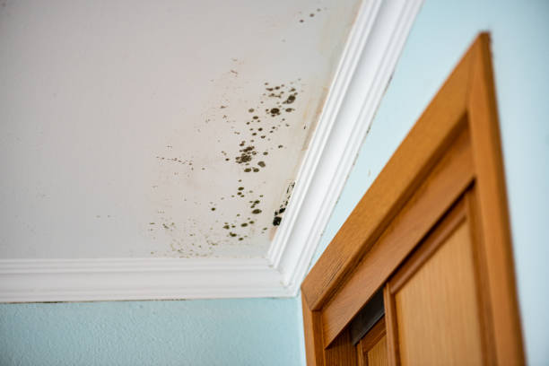 Best Mold Testing  in Hillsboro, KS