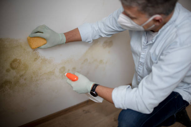 Best Home Mold Removal  in Hillsboro, KS