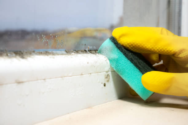 Best Mold Removal Company Near Me  in Hillsboro, KS
