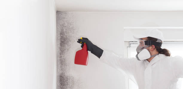 Best Mold Removal Near Me  in Hillsboro, KS