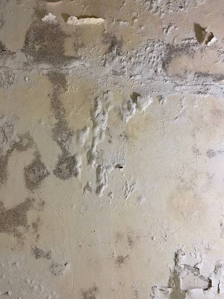 Best Affordable Mold Removal  in Hillsboro, KS