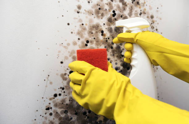 Best Home Mold Removal  in Hillsboro, KS