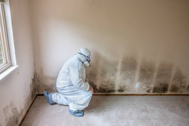 Best Mold Cleaning Services  in Hillsboro, KS