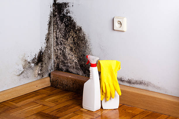 Best Professional Mold Removal  in Hillsboro, KS
