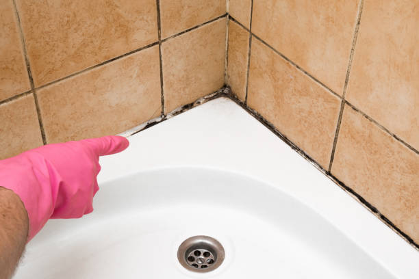 Attic Mold Removal in Hillsboro, KS